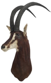 TAXIDERMY SABLE ANTELOPE SHOULDER TROPHY MOUNT