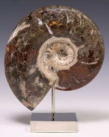 GEOLOGICAL POLISHED AMMONITE FOSSIL ON NICKEL BASE
