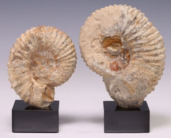 (2) GEOLOGICAL MOROCCAN AMMONITE FOSSIL SPECIMENS ON BLACK MARBLE BASE
