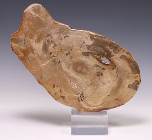 GEOLOGICAL PETRIFIED WOOD SLAB ON ACRYLIC BASE