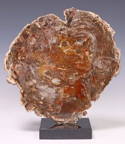 GEOLOGICAL PETRIFIED WOOD SLAB SPECIMEN ON BLACK GRANITE BASE