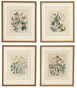 (4) FRAMED HAND-COLORED LITHOGRAPHS OF BUTTERFLIES & MOTHS