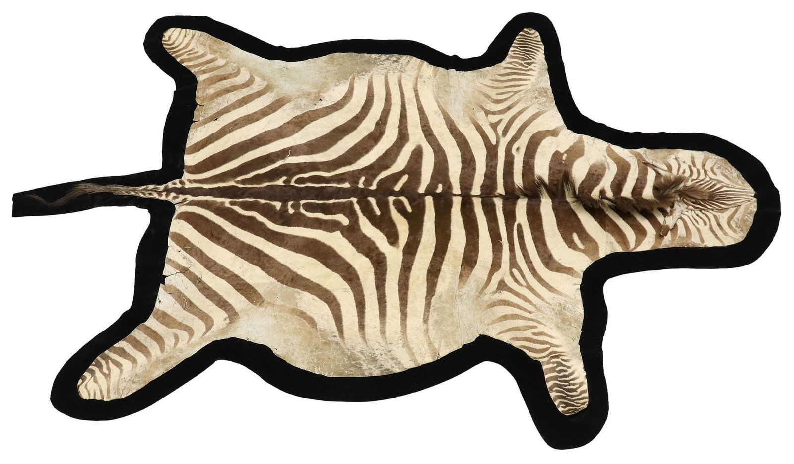 TAXIDERMY ZEBRA HIDE RUG, 118" X 77" (1 of 4)