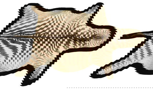 TAXIDERMY ZEBRA HIDE RUG, 118" X 77": Taxidermy zebra hide rug, worn, retaining mane and tail, loosely attached to black felt lining, overall worn with some tears, cuts and loss to ear tips and hair, would likely benefit from