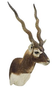 TAXIDERMY BLACKBUCK ANTELOPE TROPHY SHOULDER MOUNT: Taxidermy blackbuck antelope trophy shoulder mount, approx 36"h, 17.5"w, 17"d, 7.5lbs