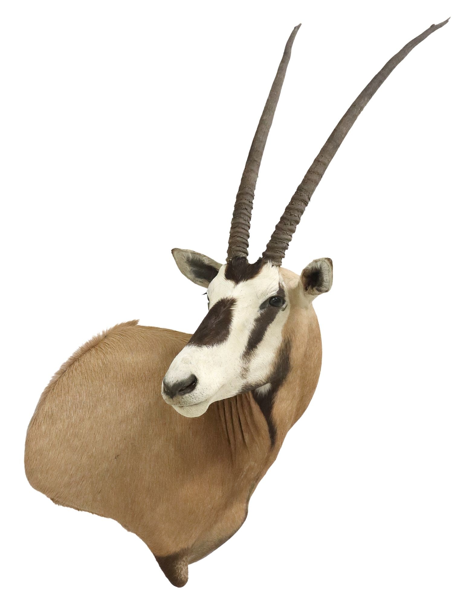 TAXIDERMY SCIMBOK ORYX TROPHY SHOULDER MOUNT, TEXAS ONLY (1 of 3)