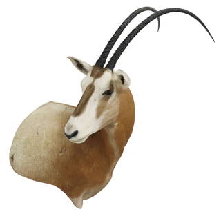TAXIDERMY SCIMITAR ORYX SHOULDER MOUNT, TEXAS ONLY: Taxidermy scimitar oryx antelope shoulder trophy mount, approx 43"h, 32"w, 18.5"d, 16.5lbs **Note: Scimitar Oryx were considered extinct in their native North Africa.
