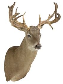 TAXIDERMY WHITETAIL DEER SHOULDER MOUNT, ABNORMAL 13 POINTS