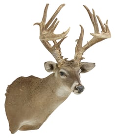 TAXIDERMY WHITETAIL DEER SHOULDER MOUNT, ABNORMAL 20 POINTS