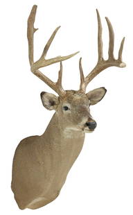TAXIDERMY WHITETAIL DEER TROPHY SHOULDER MOUNT, 13 POINTS: Taxidermy whitetail deer trophy shoulder mount, 13 points, approx 44"h, 18"w, 17 1/8"d, 13.25lbs
