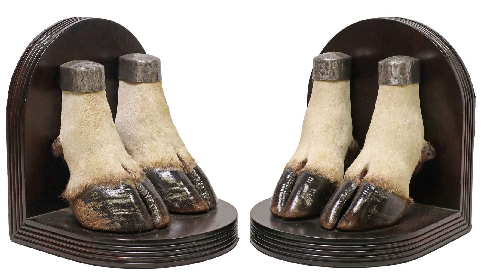 (2) TAXIDERMY ELAND ANTELOPE HOOF DEMILUNE BOOKENDS (1 of 4)