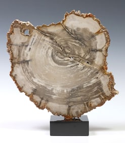 GEOLOGICAL PETRIFIED WOOD SLAB ON BLACK MARBLE BASE