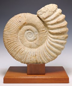 LARGE AMMONITE FOSSIL SPECIMEN ON CUSTOM WOOD STAND, 20.5"H