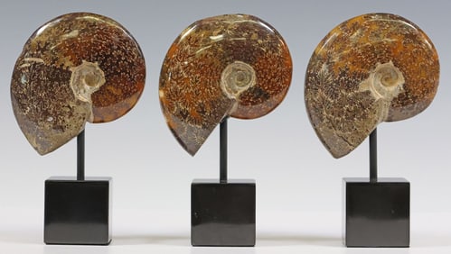 (3) POLISHED AMMNOITE FOSSIL SPECIMENS ON MARBLE BASES