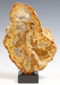 GEOLOGICAL PETRIFIED WOOD SLAB ON BLACK MARBLE BASE