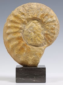 AMMONITE FOSSIL SPECIMEN ON BLACK MARBLE BASE