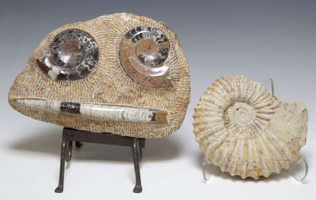 (2) NAUTILUS, AMMONITE & ORTHOCERAS FOSSIL SPECIMENS ON STANDS