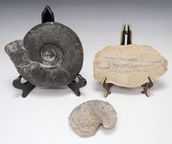 (3) GEOLOGICAL FOSSIL SPECIMENS: AMMONITE, OYSTER, & FISH