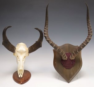 (2) TAXIDERMY PRONGHORN SKULL & IMPALA ANTLER TROPHY MOUNTS