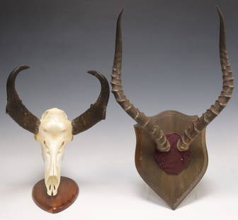 (2) TAXIDERMY PRONGHORN SKULL & IMPALA ANTLER TROPHY MOUNTS: (lot of 2) Taxidermy trophy mounts, including: (1) pronghorn antelope skull mount, on iron and wood base/mount, approx 17.75"h, 11 1/8"w, 12 1/8"d, (1) Impala antelope antler mount, on