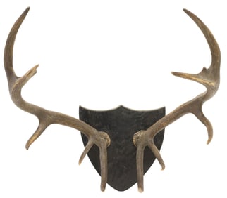 TAXIDERMY DEER ANTLER TROPHY MOUNT ON SHIELD PLAQUE, 10 POINTS