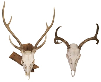 (2) TAXIDERMY DEER SKULL & ANTLERS, 1 MOUNTED ON BOARD