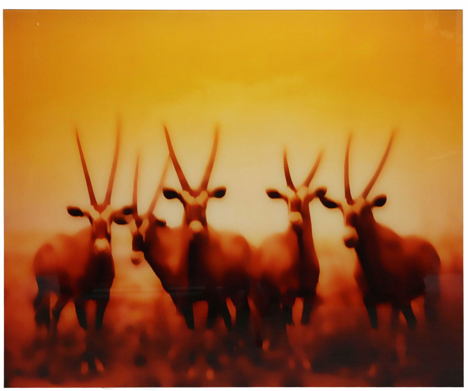 ROBERT STIVERS (B.1953) PRINT ON ACRYLIC 42" X 50": Photographic print mounted on plexiglass, "Oryx," signed verso, Robert Stivers (American, b.1953), dated 2014, numbered 5/ 5, overall: approx 41.5"h, 50"w **Provenance: A prominent