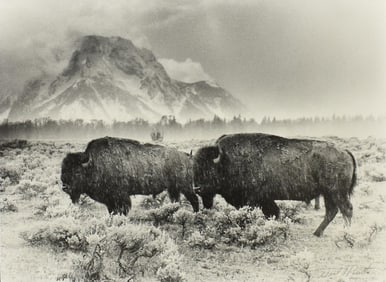 NEAL PARENT (20TH C.) PHOTOGRAPHIC PRINT BUFFALO IN RAIN