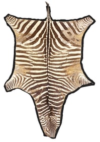 TAXIDERMY ZEBRA HIDE RUG, 8' X 5'7"