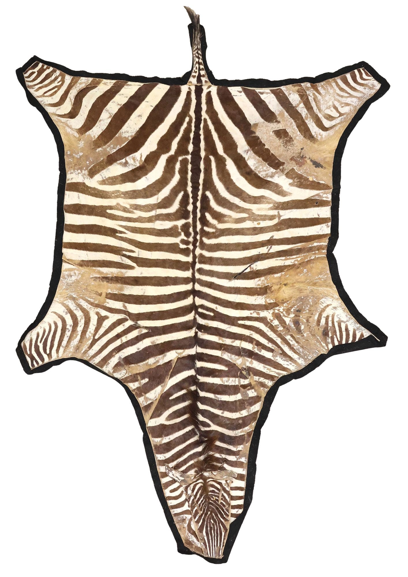 TAXIDERMY ZEBRA HIDE RUG, 8' X 5'7" (1 of 2)