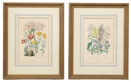 (2) AFTER ELIZABETH TWINING BOTANICAL PRINTS, 'ILLUSTRATIONS OF THE NATURAL ORDER OF PLANTS'