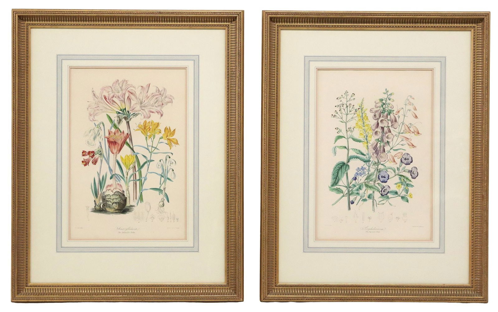 (2) AFTER ELIZABETH TWINING BOTANICAL PRINTS, 'ILLUSTRATIONS OF THE NATURAL ORDER OF PLANTS' (1 of 6)