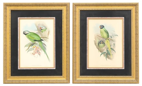 (2) JOHN GOULD ORNITHOLOGY LITHOGRAPHS OF PARAKEETS