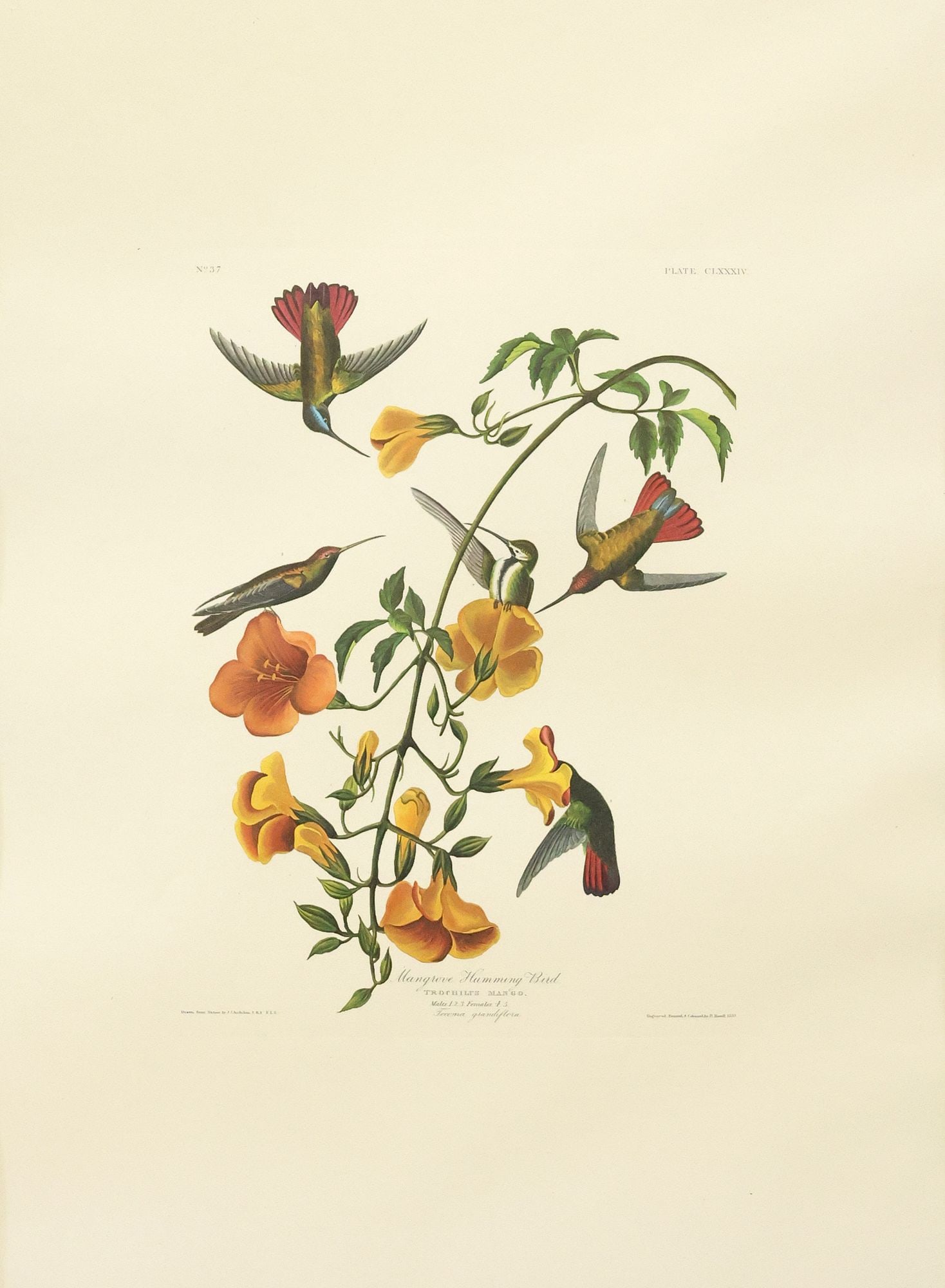 AFTER J.J. AUDUBON MANGROVE HUMMINGBIRD AMSTERDAM EDITION (1 of 6)