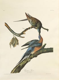 AFTER J.J. AUDUBON PASSENGER PIGEON AMSTERDAM EDITION