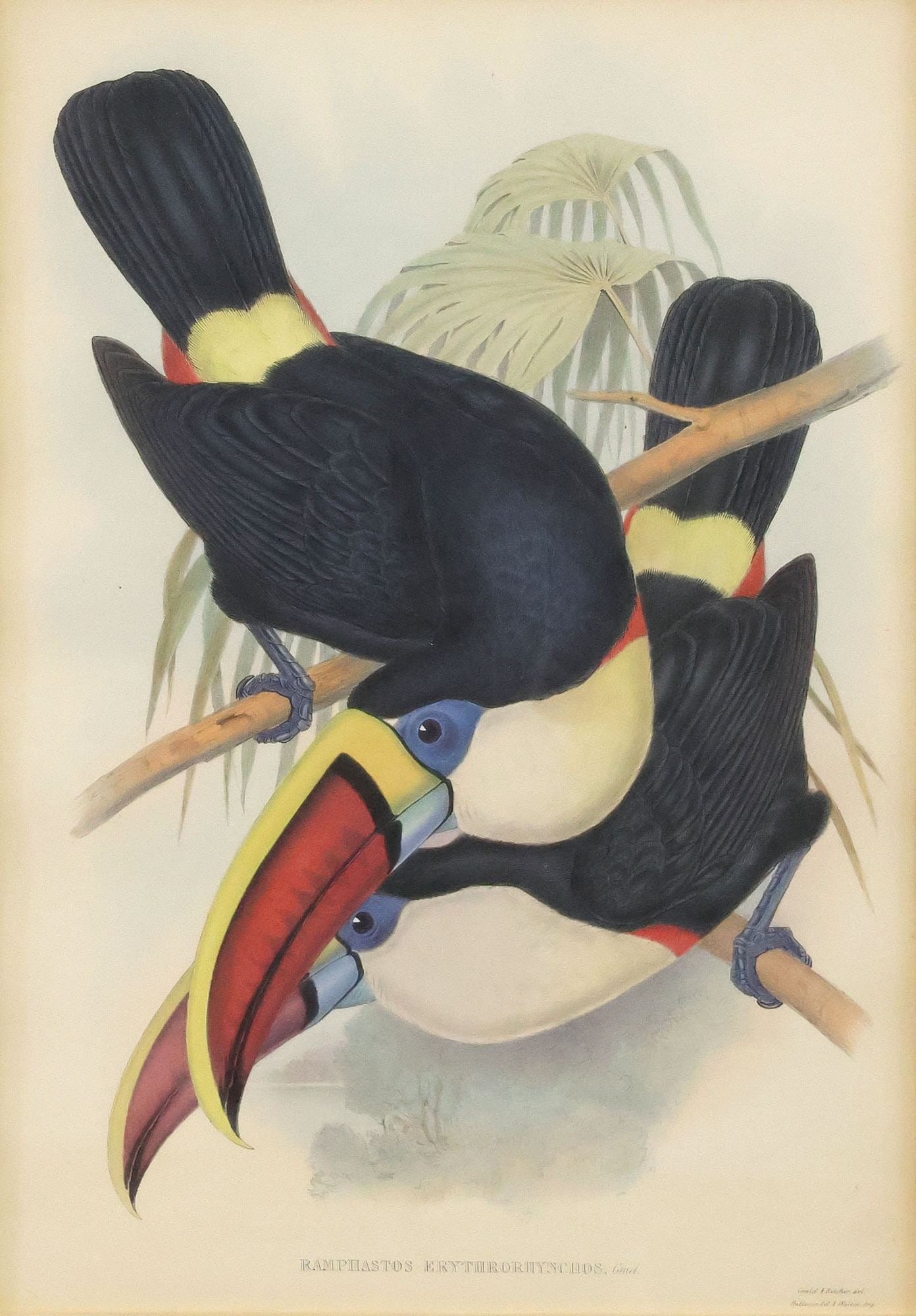 JOHN GOULD ORNITHOLOGY LITHOGRAPH RED-BILLED TOUCAN (1 of 5)