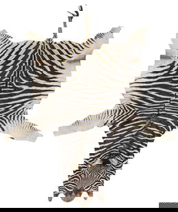 LARGE FORSYTH TAXIDERMY ZEBRA HIDE RUG, 125" X 83": Large zebra hide rug, Forsyth, Saint Louis, retaining mane and tail, stamped retailer&#39;s mark under one leg, largest measurements: approx 125&quot;l, 83&quot;w