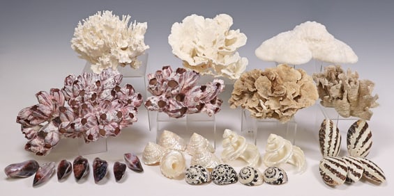 (LOT) COLLECTION OF CORAL & SHELL MARINE SPECIMENS
