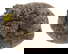item-210374932=1