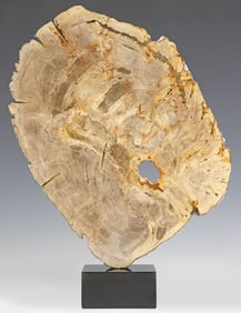 GEOLOGICAL PETRIFIED WOOD SPECIMEN ON BLACK MARBLE BASE