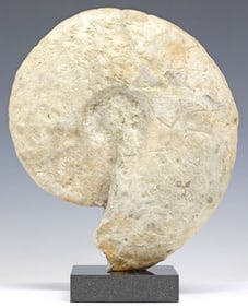 GEOLOGICAL AMMONITE FOSSIL SPECIMEN ON BLACK GRANITE BASE