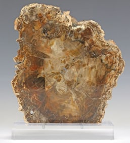 GEOLOGICAL PETRIFIED WOOD SPECIMEN ON CLEAR ACRYLIC BASE