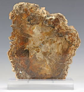 GEOLOGICAL PETRIFIED WOOD SPECIMEN ON CLEAR ACRYLIC BASE: Geological petrified wood slice, on colorless acrylic base, specimen: approx 11"h, 10.5"w, 0.75"d, overall: approx 12.5"h, 10.5"w, 4"d, 8lbs