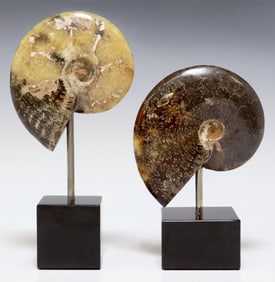 (2) GEOLOGICAL POLISHED AMMONITE FOSSILS ON BLACK MARBLE BASES