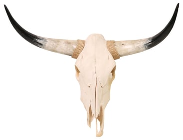 TAXIDERMY LONGHORN STEER SKULL & HORNS WITH ROPE ACCENT