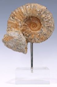 GEOLOGICAL AMMONITE FOSSIL SPECIMEN ON ACRYLIC BASE