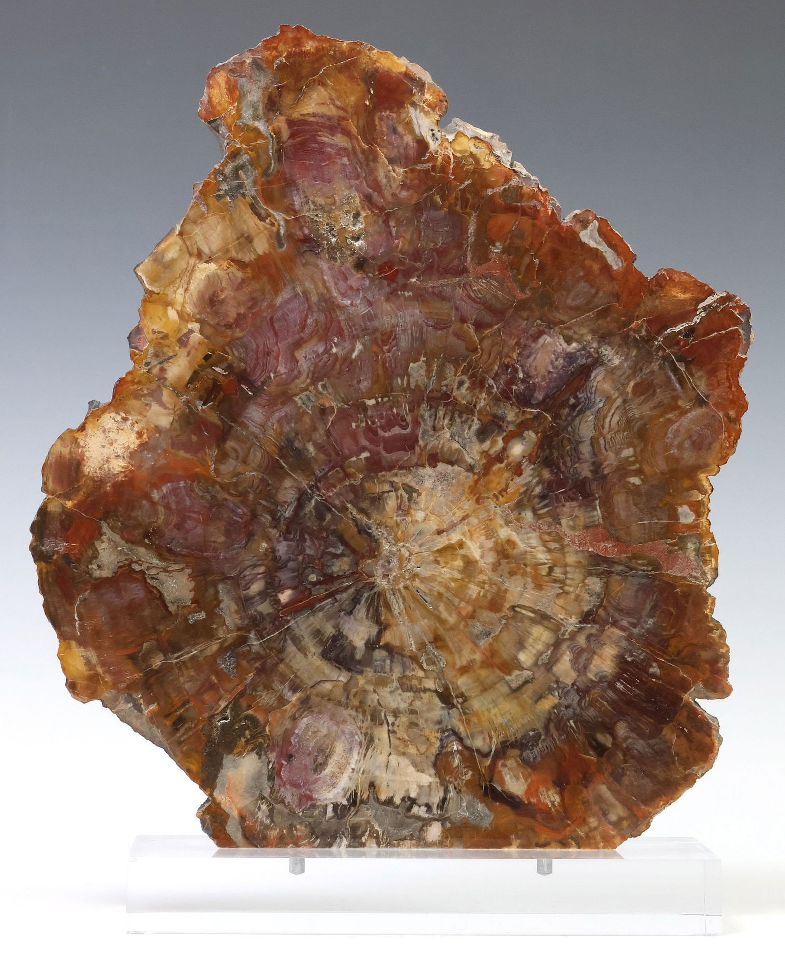 GEOLOGICAL PETRIFIED WOOD SPECIMEN ON CLEAR ACRYLIC BASE (1 of 3)