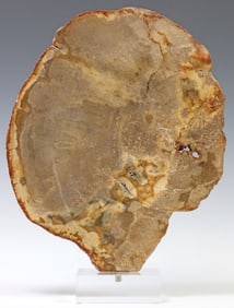 GEOLOGICAL PETRIFIED WOOD SPECIMEN ON CLEAR ACRYLIC BASE