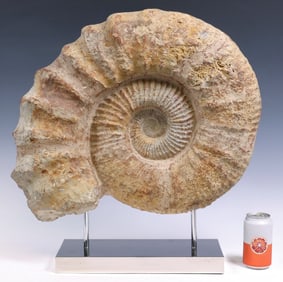 LARGE GEOLOGICAL AMMONITE FOSSIL ON NICKEL BASE, 19"H X 23"W