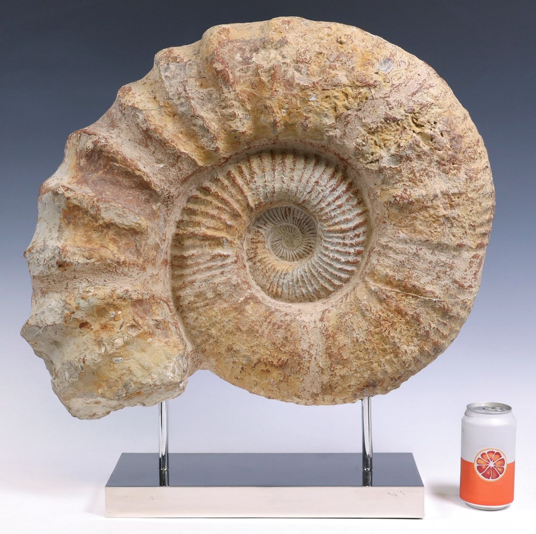 LARGE GEOLOGICAL AMMONITE FOSSIL ON NICKEL BASE, 19"H X 23"W (1 of 3)